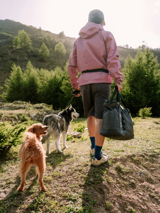 What to Keep in Mind When Taking Your Pet Outdoors?