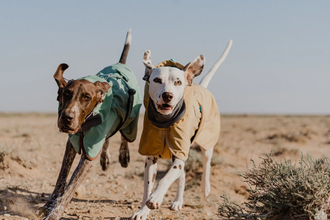 Ultimate Protection for Outdoor Dogs: Cumbrian Softshell Dog Jacket