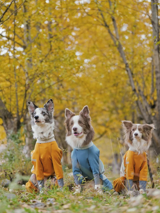 Autumn Adventures with Your Pet – Essential Outdoor Gear for Fall Fun 🍂🐾