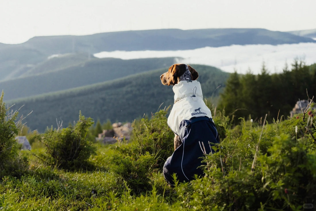 Stay Warm and Stylish: Wind-Guard Hardshell Dog Jacket for Outdoor Adventures