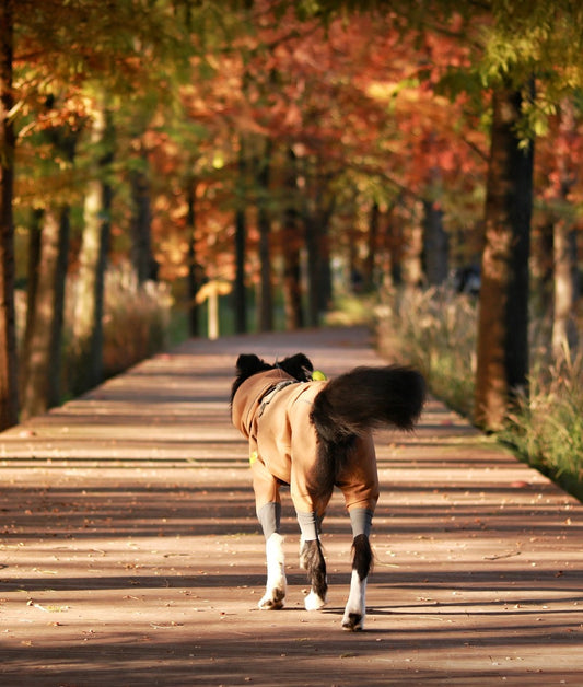 Autumn Adventures: Hiking with My Border Collie 🍁🐾