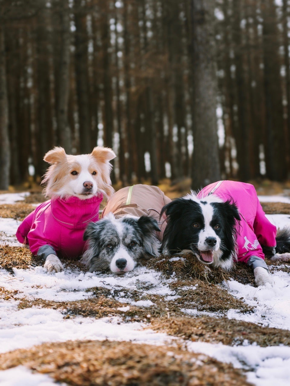 Winter Wonderland Adventure with My Border Collies 🐾❄️