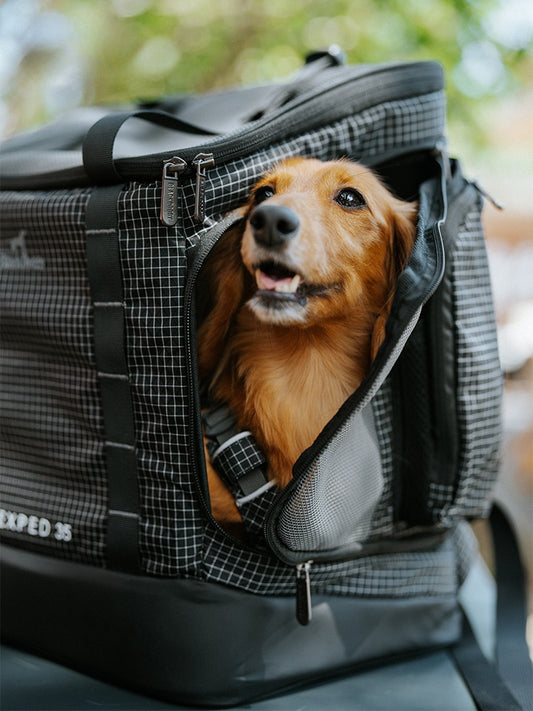 Explore the Outdoors with the Arrio Outdoor Pet Backpack 🐾