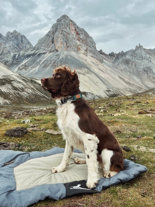 Ultimate Portable Dog Camping Bed for Outdoor Adventures 🐾🏕️