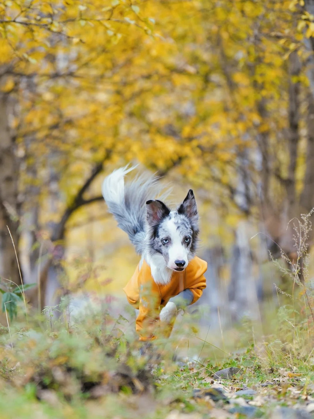 Unleash Adventure: A Day Out with Your Pup in Cozy Outdoor Gear 🐶🍂