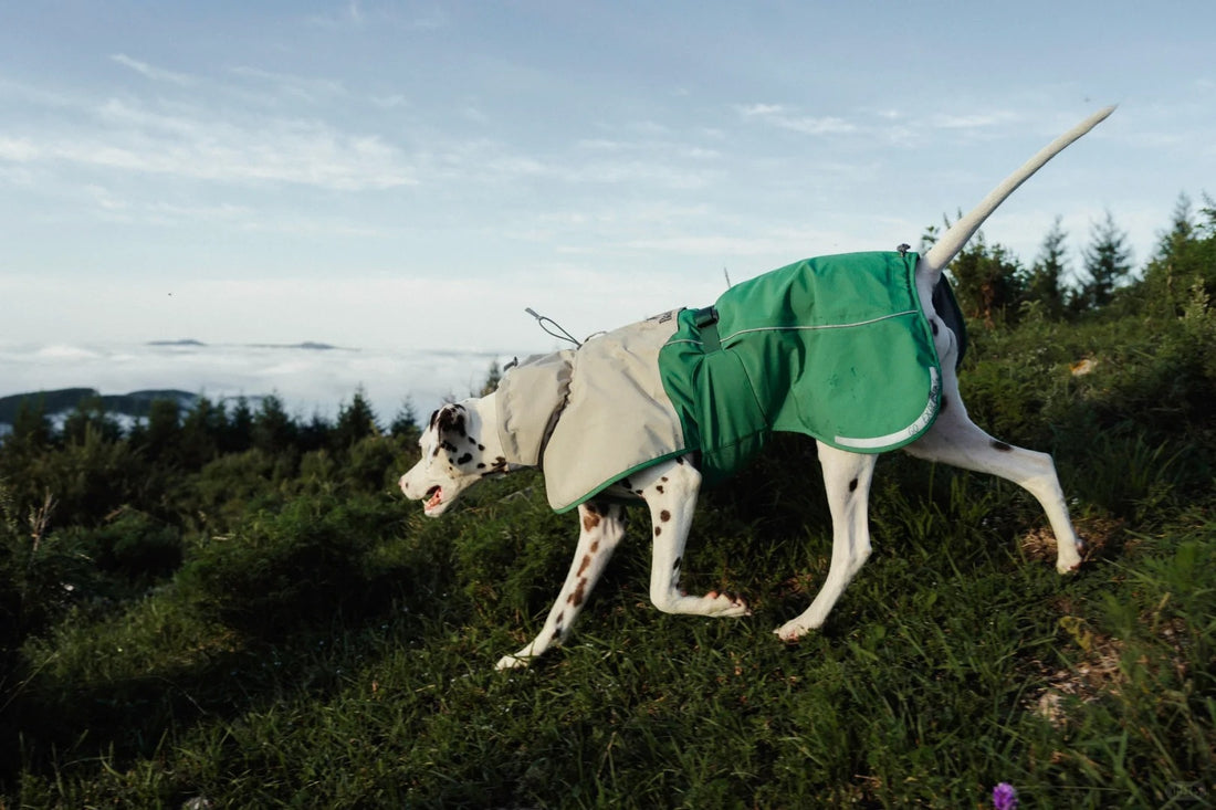 Dogs Are Born to Love the Outdoors! 🐕✨