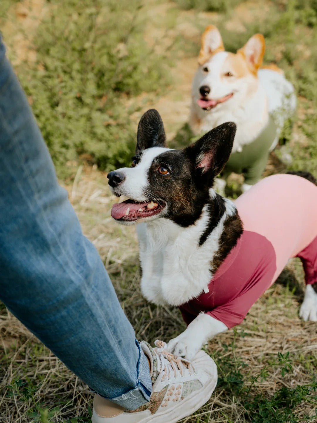 Ultimate Cooling Lycra Suit for Dogs – Stay Cool, Play Hard!