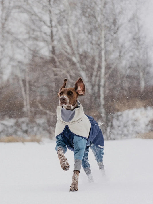 Exploring the Snow with Your Pet – Must-Have Outdoor Gear for Winter Adventures!