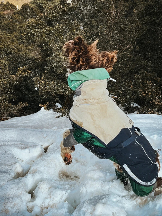 Winter Wonderland Adventures: The Magic of Snowy Play with Your Pup ❄️🐾