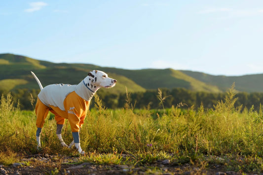 All-Weather Adventure Dog Jacket for the Outdoors 🐾⛷️