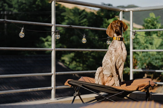 Elevate Your Pet’s Outdoor Comfort with a Folding Camping Bed 🐾