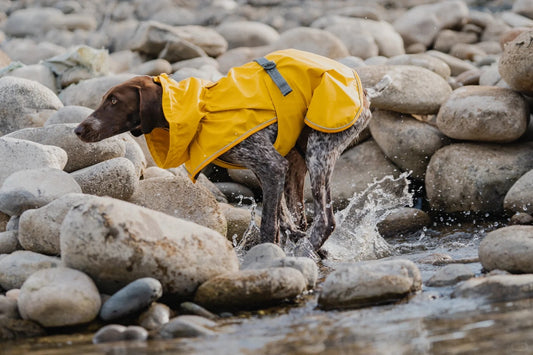 All-Weather Dog Rain Jacket for Active Outdoor Adventures